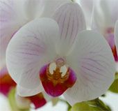 Orchidee